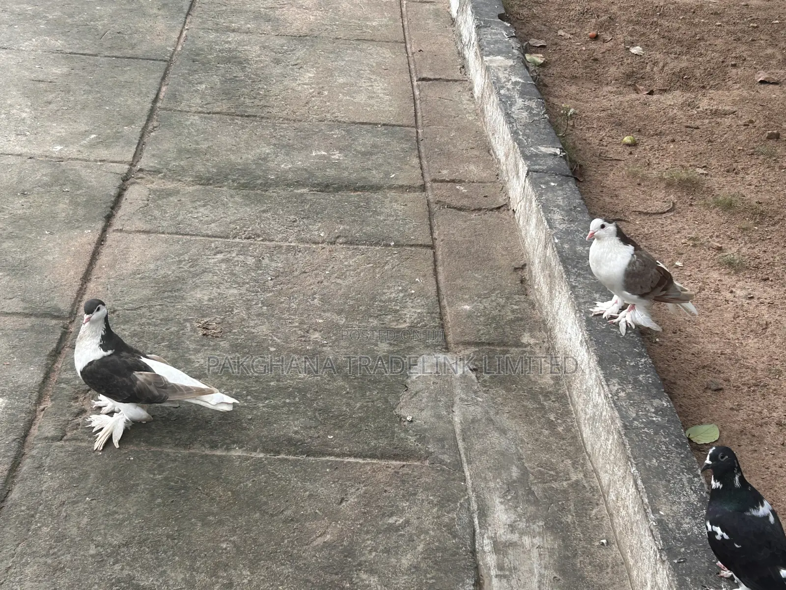 Indian Fantail and Lahore Pigeons