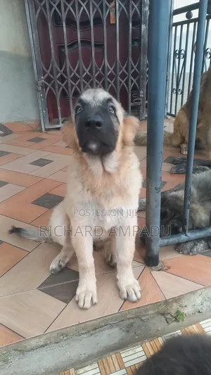 3-6 months Female Purebred Caucasian Shepherd