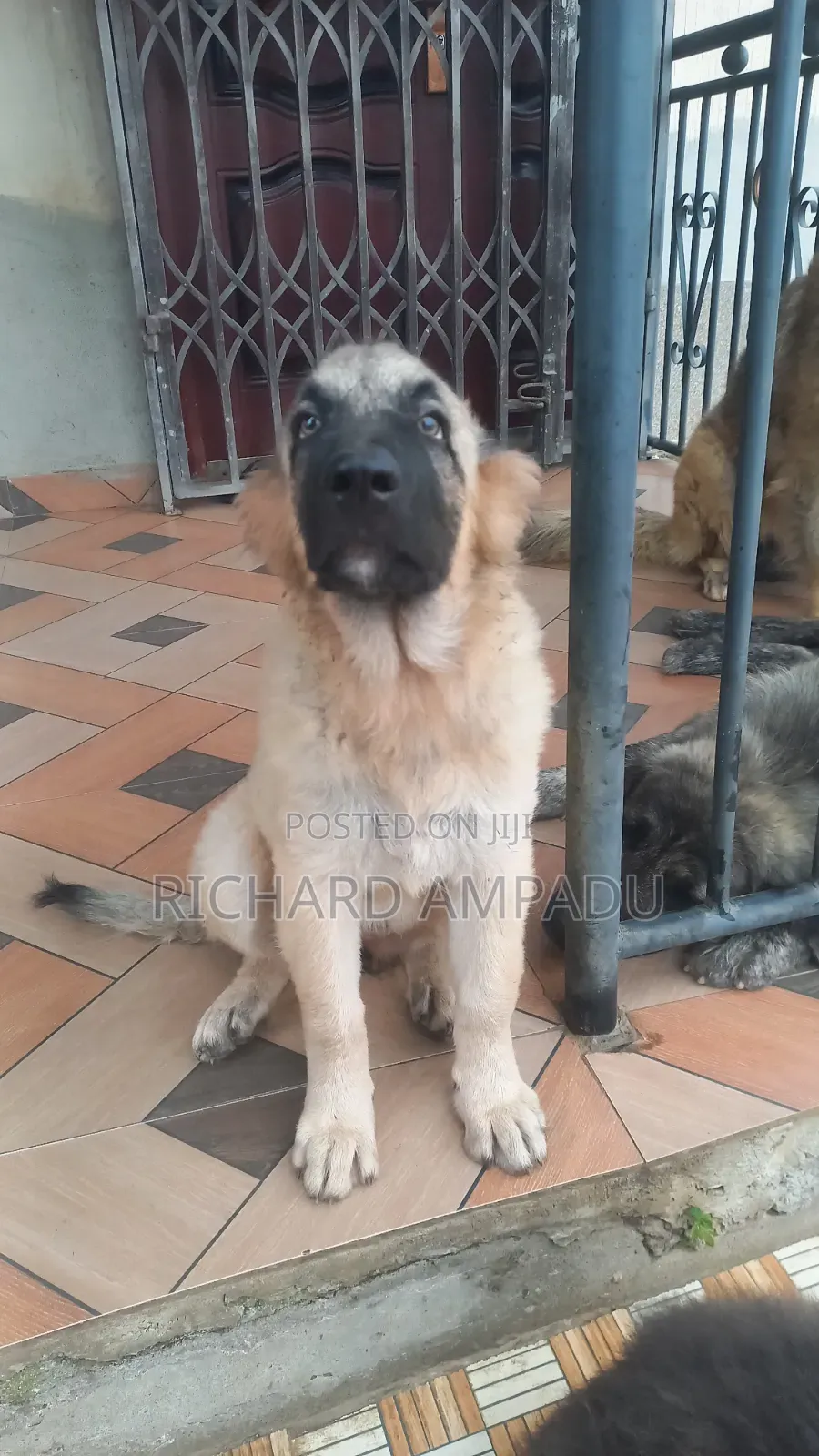 3-6 months Female Purebred Caucasian Shepherd