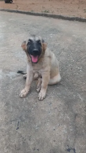 3-6 months Female Purebred Caucasian Shepherd