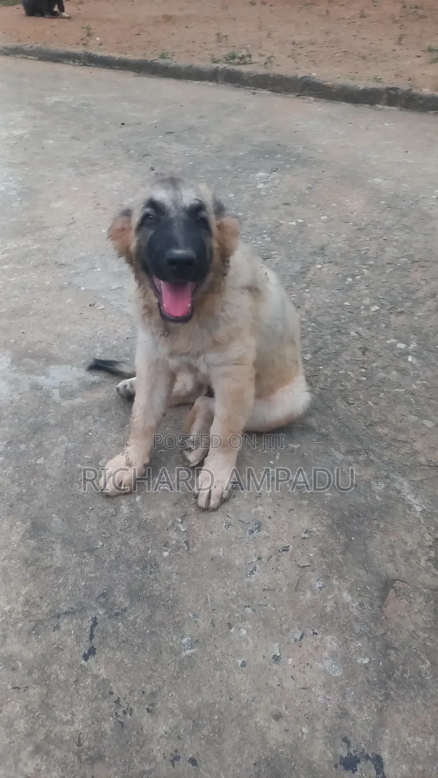 3-6 months Female Purebred Caucasian Shepherd