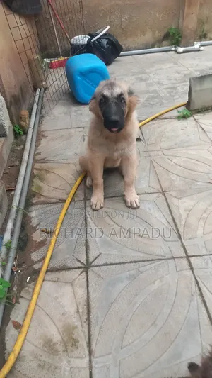 3-6 months Female Purebred Caucasian Shepherd