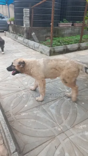 3-6 months Female Purebred Caucasian Shepherd