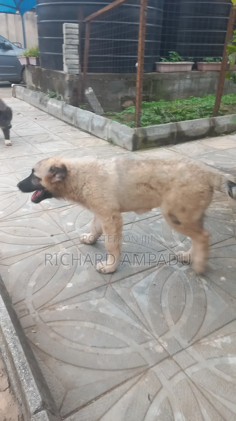 3-6 months Female Purebred Caucasian Shepherd