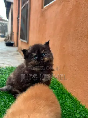 1-3 months Female Purebred Persian