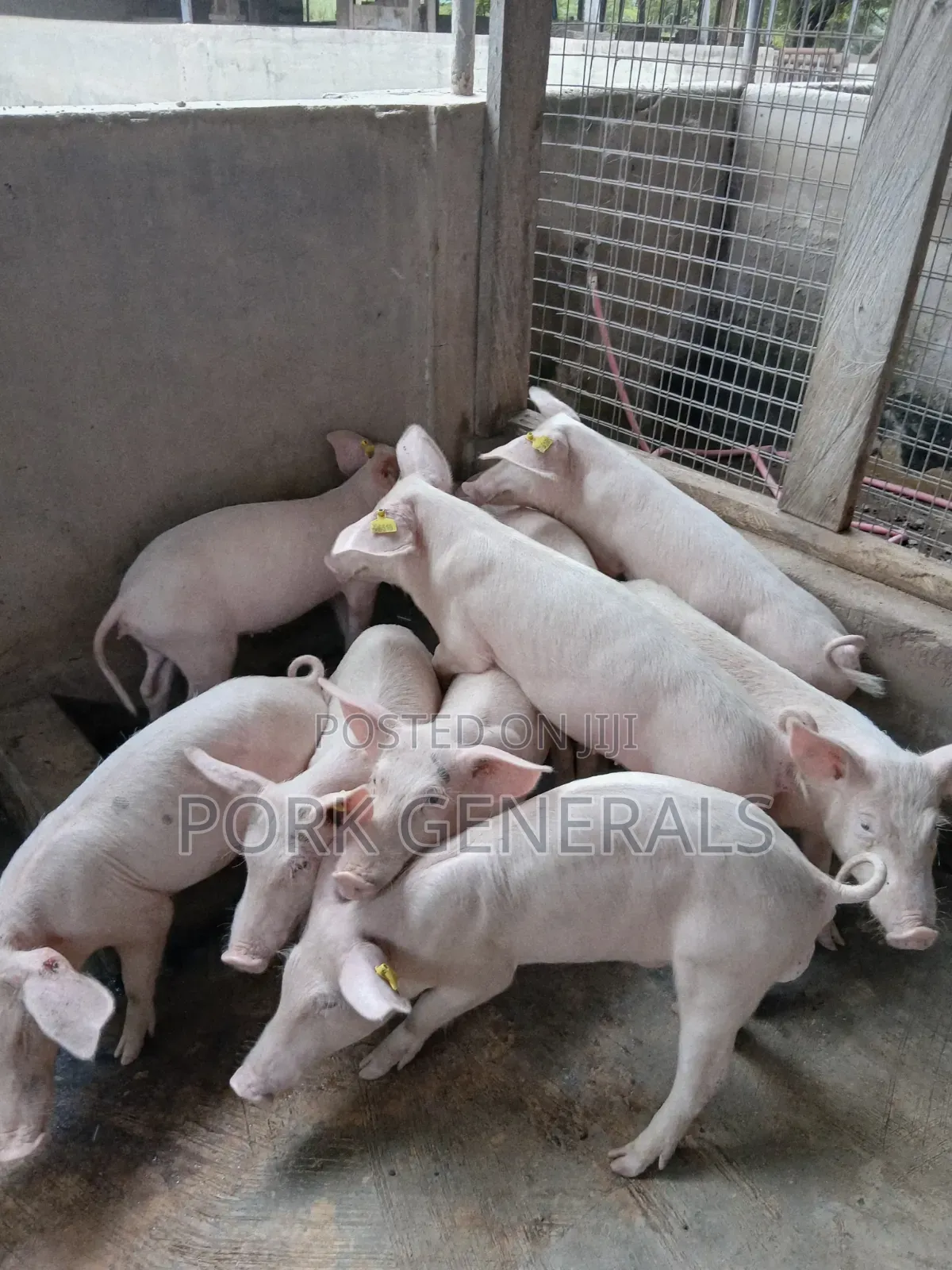 Healthy Weaners Pigs Available ( WANT TO START a PIG FARM )