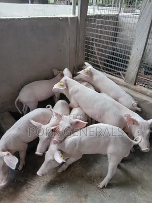 Healthy Weaners Pigs Available ( WANT TO START a PIG FARM )