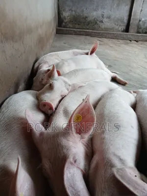 Healthy Weaners Pigs Available ( WANT TO START a PIG FARM )