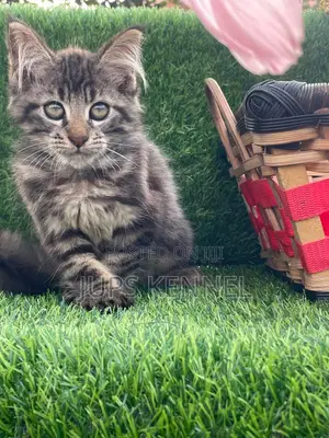 1-3 months Male Purebred Maine Coon