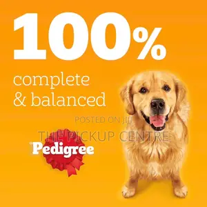 1+ year Male Purebred Dog