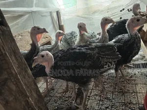 2months Old Turkeys