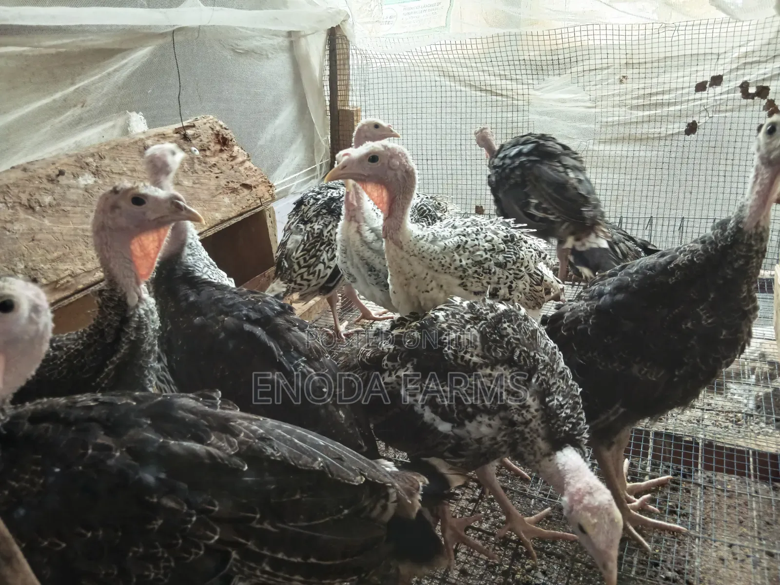 2months Old Turkeys