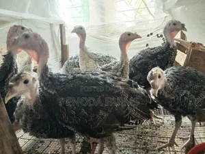 2months Old Turkeys