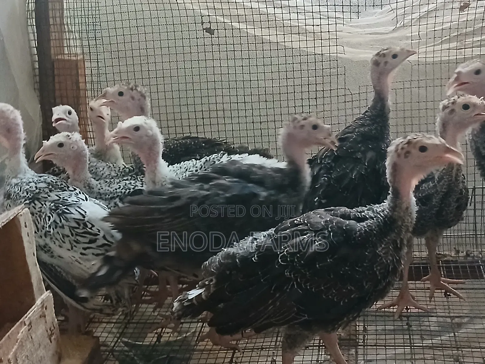 2months Old Turkeys