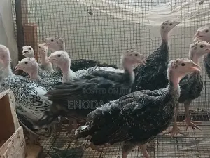 2months Old Turkeys