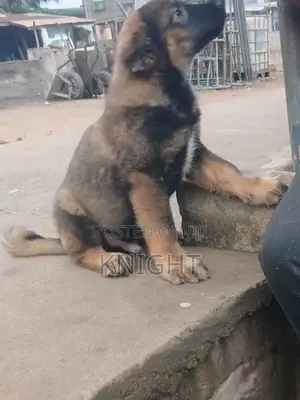 1-3 months Male Purebred Caucasian Shepherd