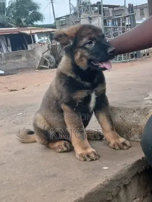 1-3 months Male Purebred Caucasian Shepherd