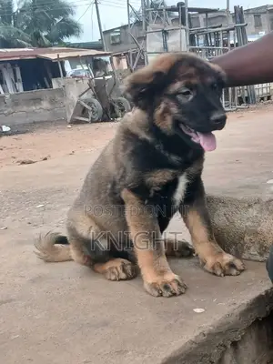 1-3 months Male Purebred Caucasian Shepherd