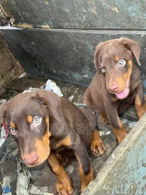 1-3 months Female Purebred Doberman Pinscher