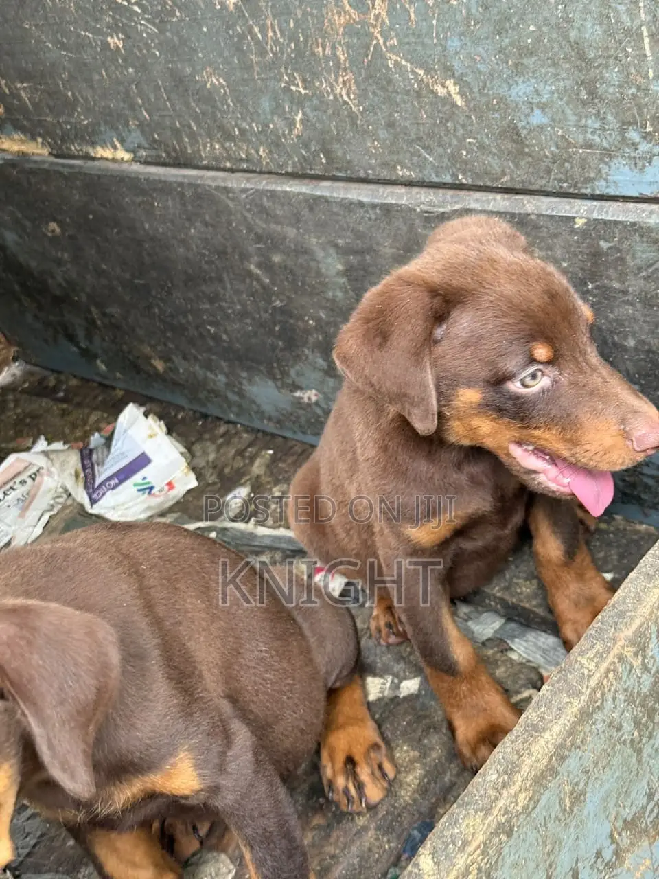 1-3 months Female Purebred Doberman Pinscher
