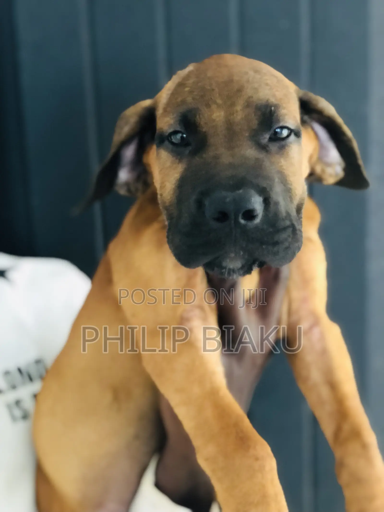 1-3 months Female Mixed Breed Boerboel