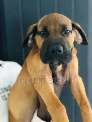 1-3 months Female Mixed Breed Boerboel