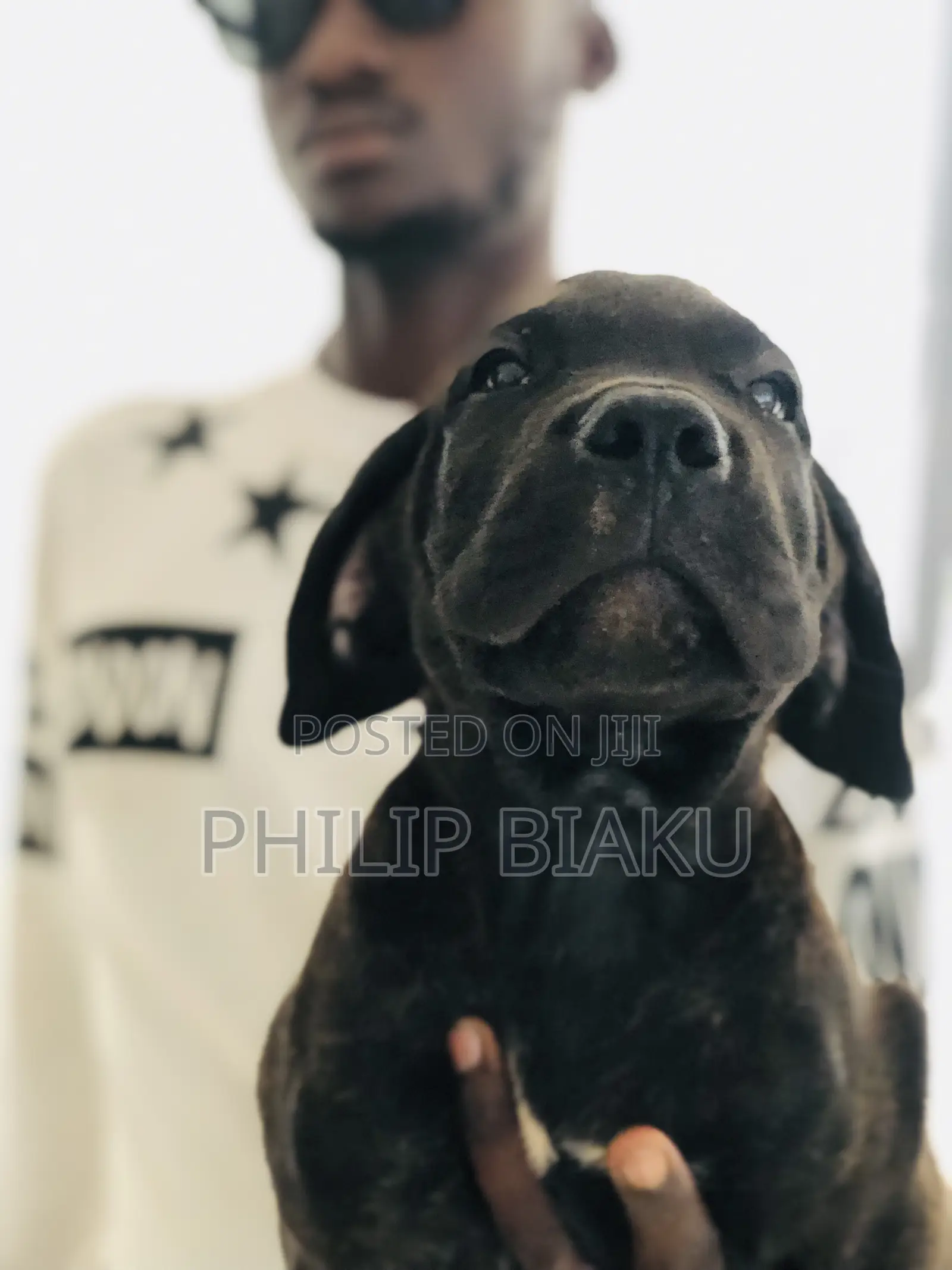 1-3 months Female Mixed Breed Boerboel