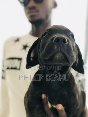 1-3 months Female Mixed Breed Boerboel