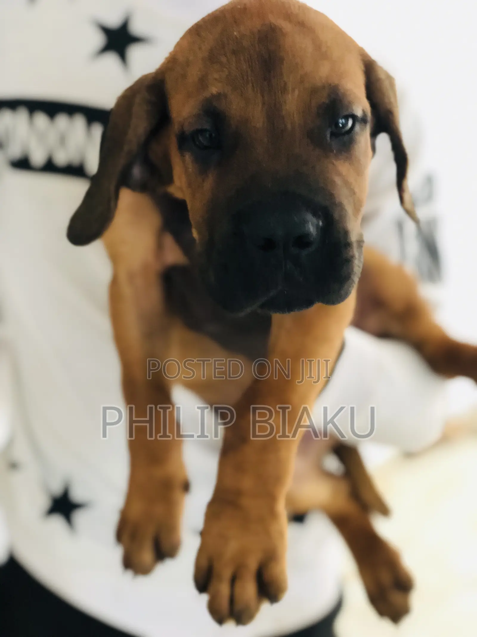 1-3 months Female Mixed Breed Boerboel