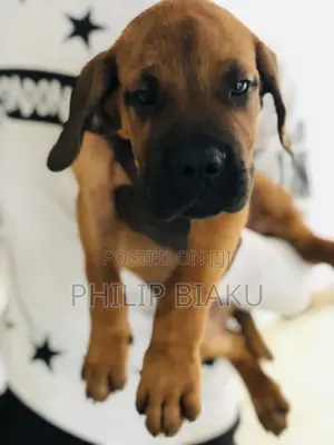 1-3 months Female Mixed Breed Boerboel