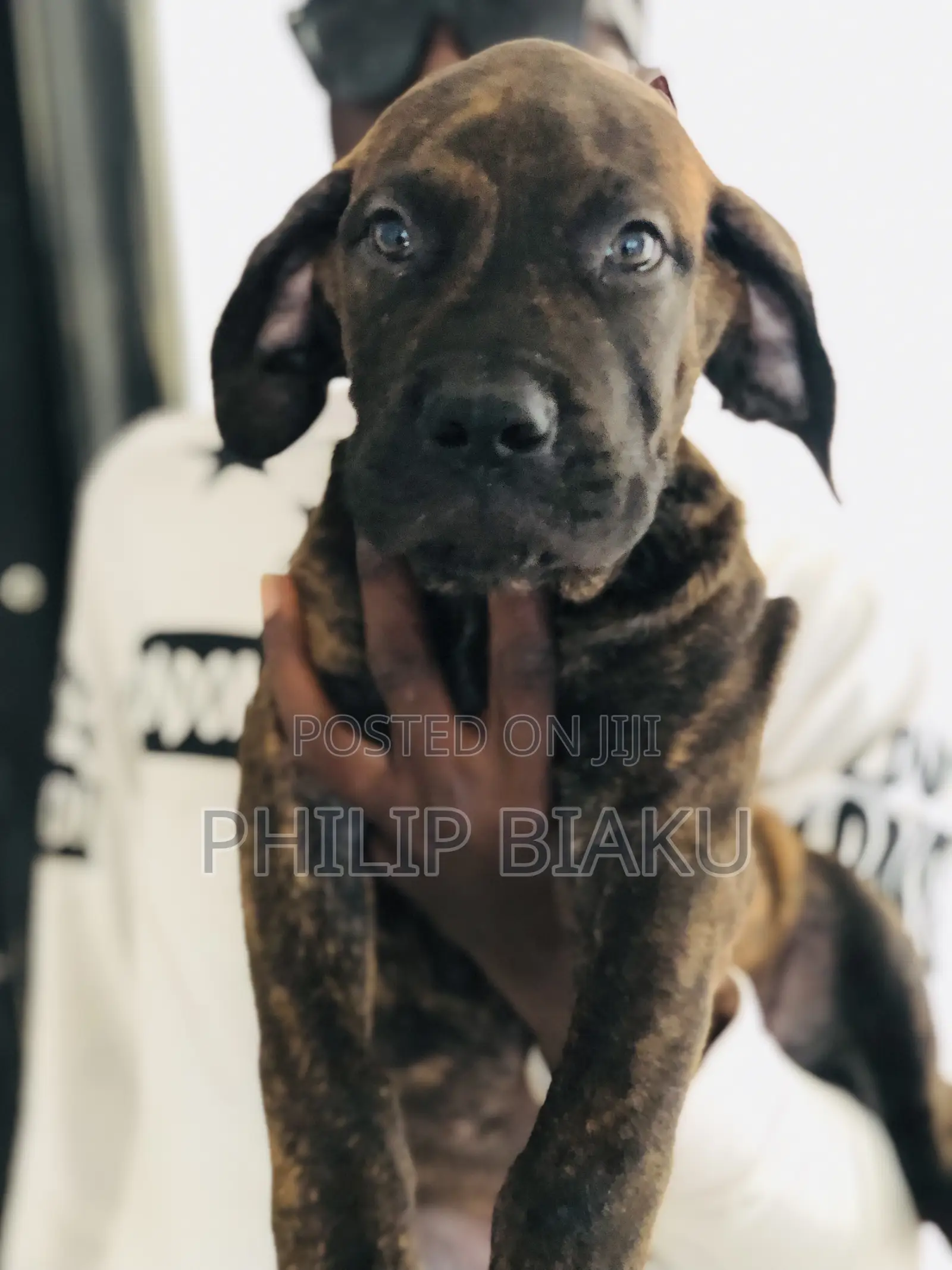 1-3 months Female Mixed Breed Boerboel