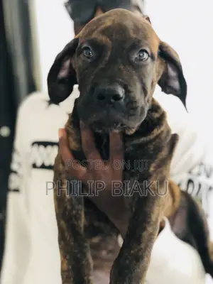 1-3 months Female Mixed Breed Boerboel