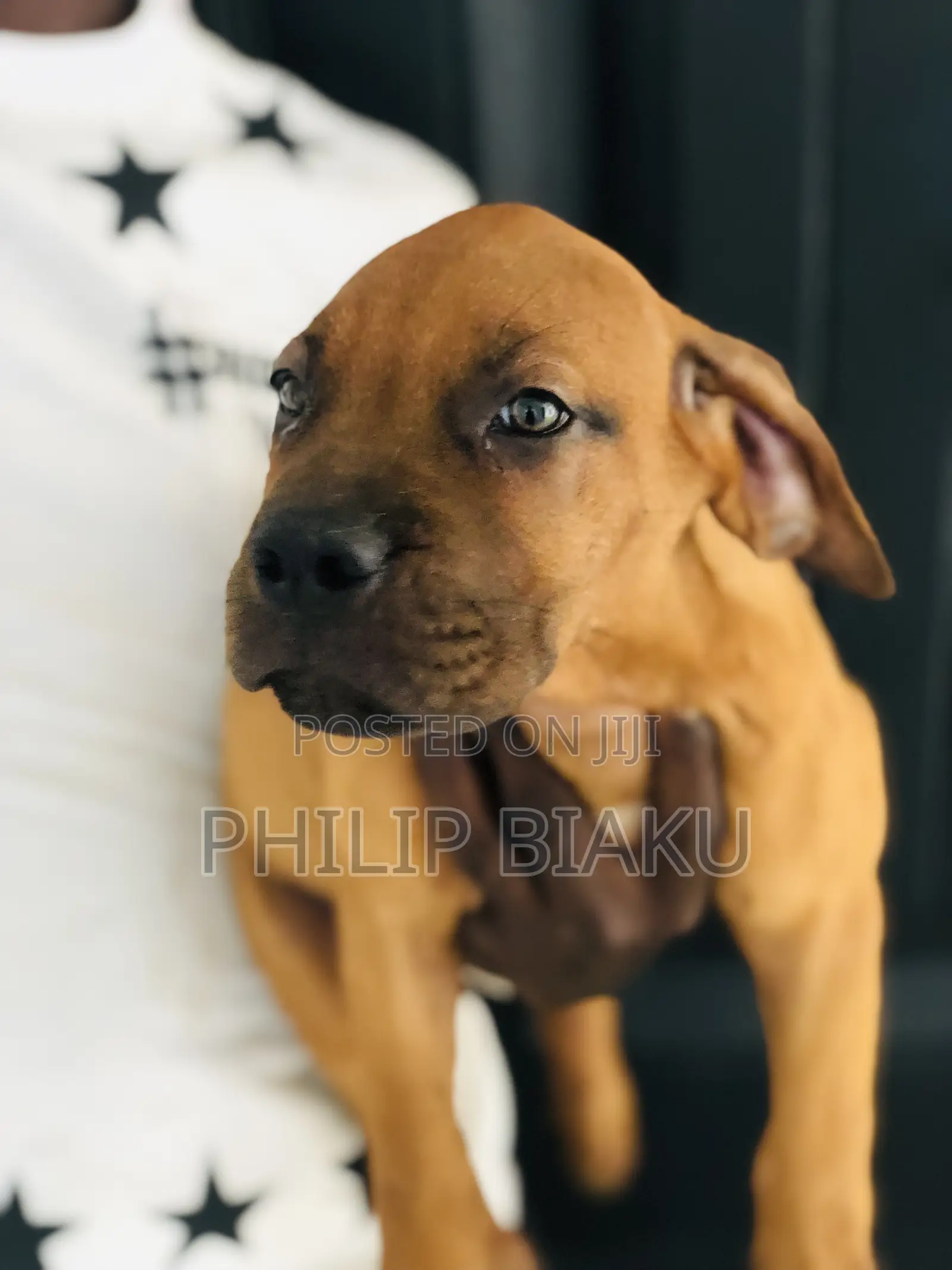1-3 months Female Mixed Breed Boerboel
