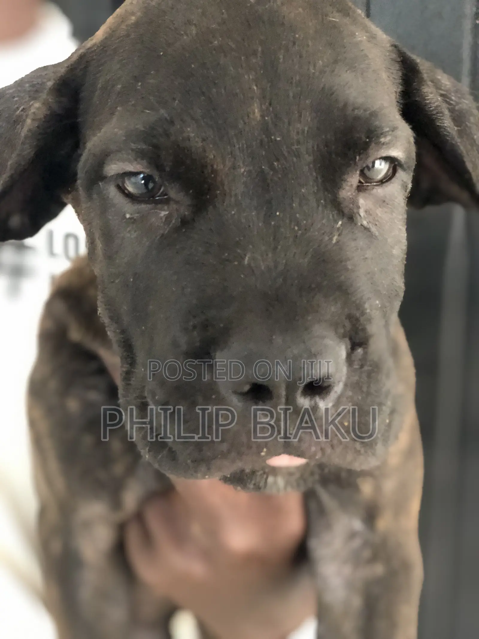 1-3 months Female Mixed Breed Boerboel