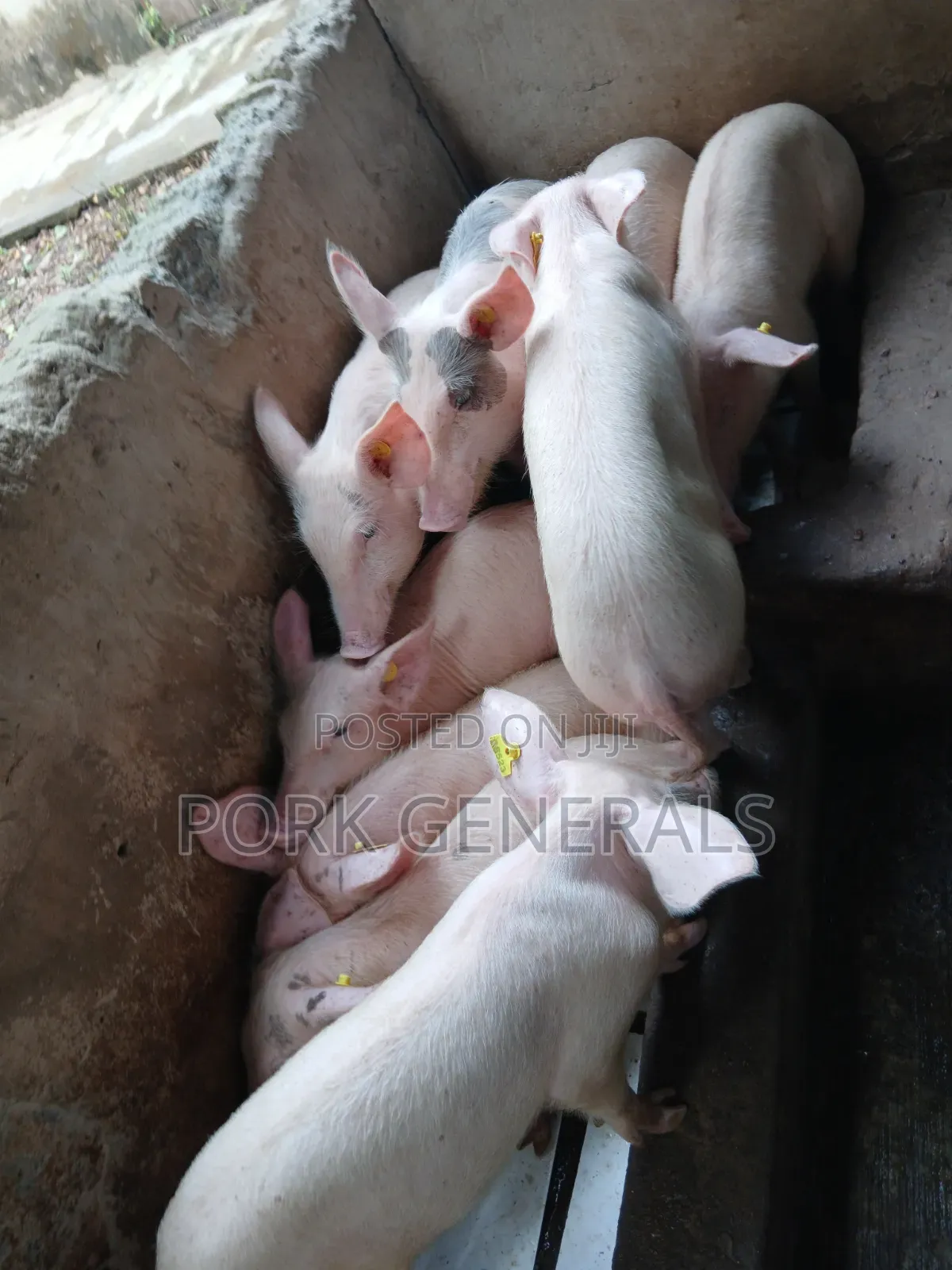 Weaners Pigs Available for Sale