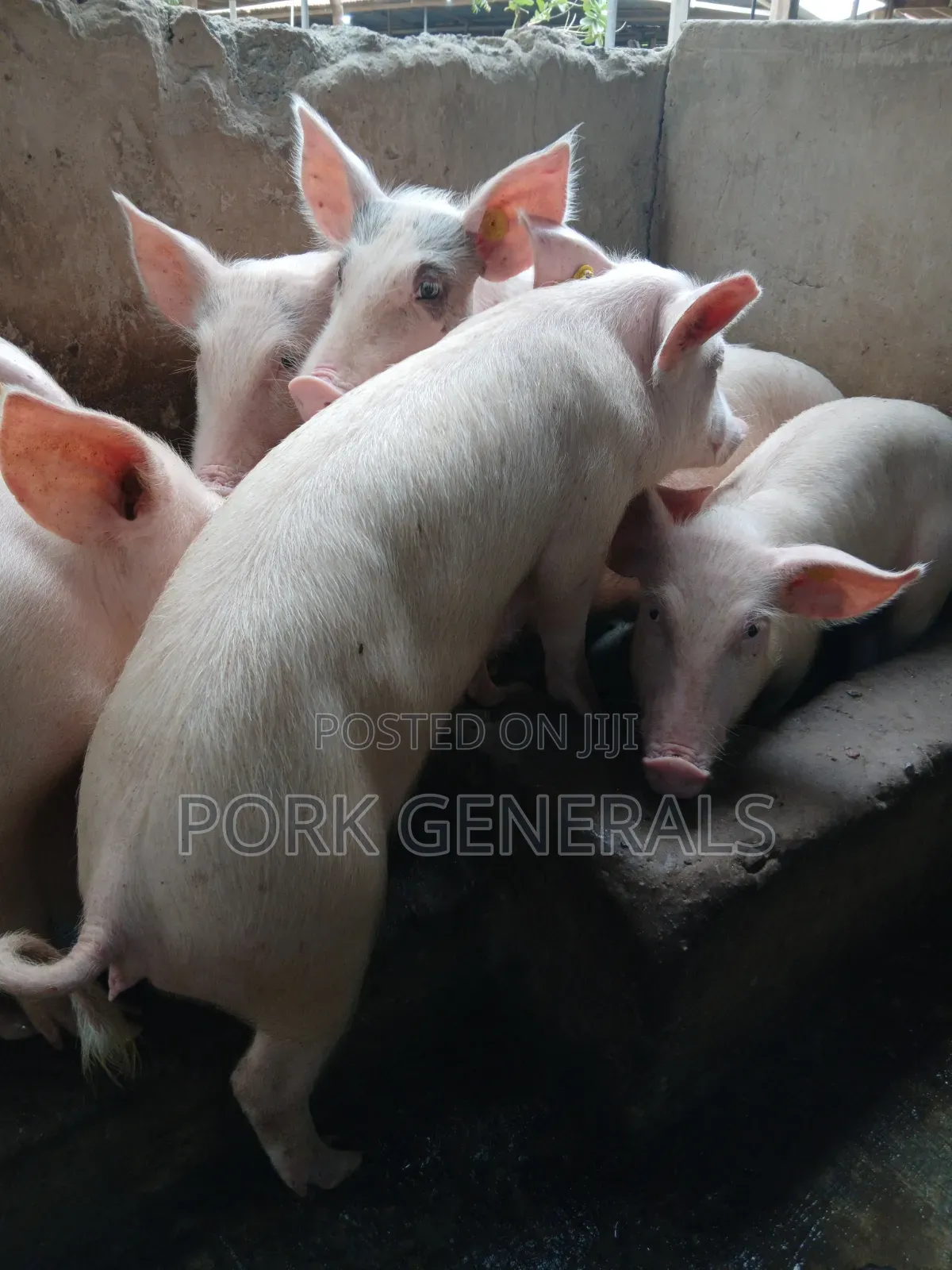 Weaners Pigs Available for Sale