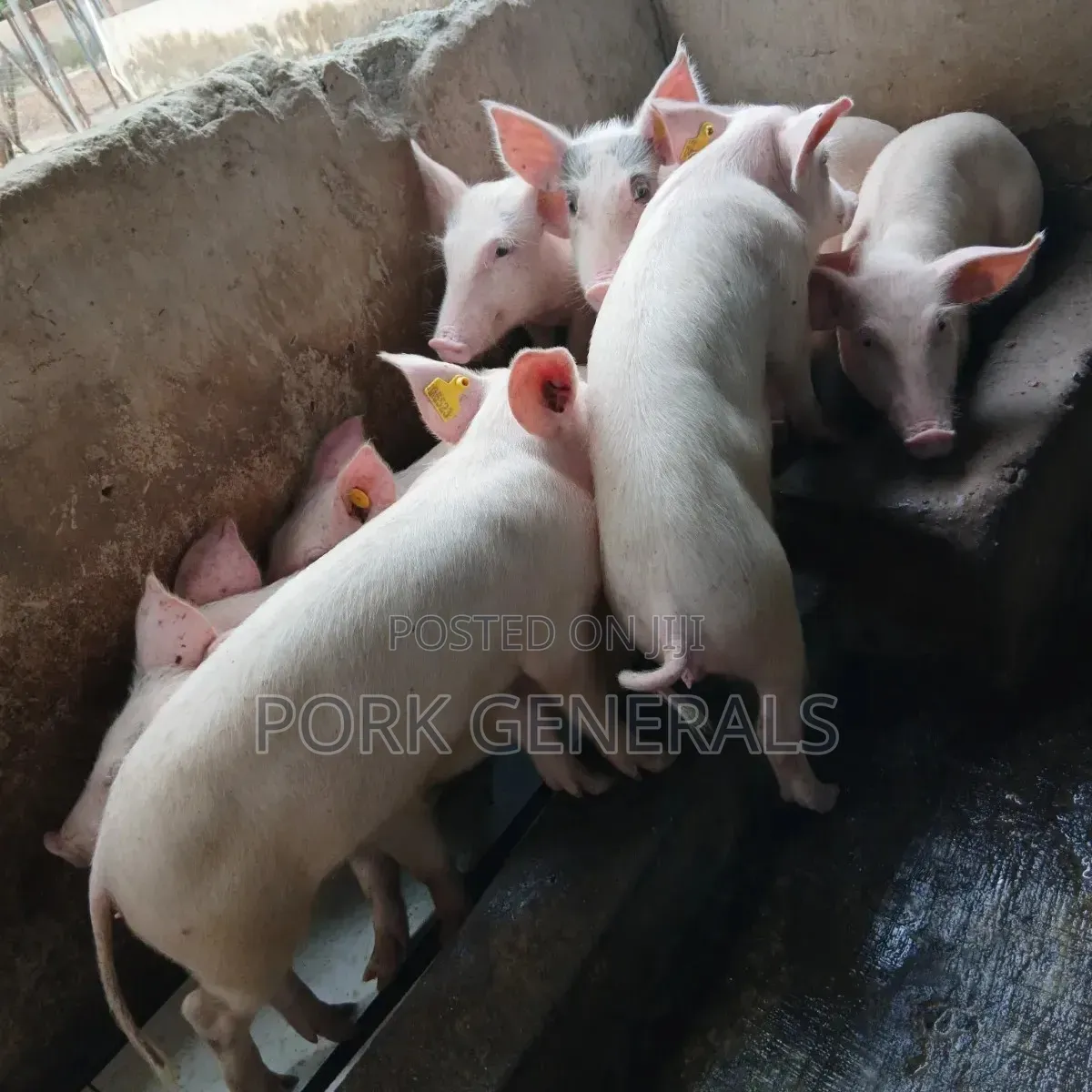 Weaners Pigs Available for Sale