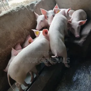 Weaners Pigs Available for Sale