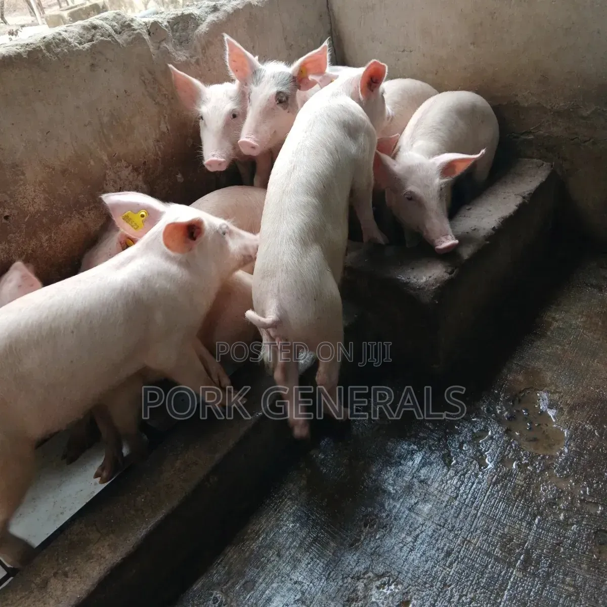 Weaners Pigs Available for Sale