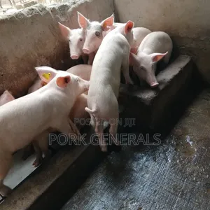 Weaners Pigs Available for Sale