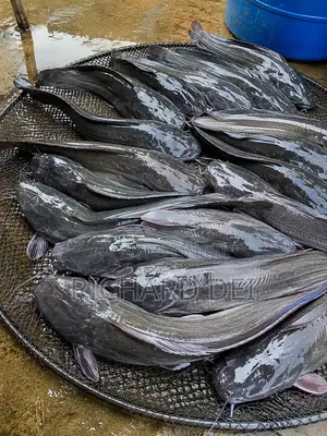 Catfish in Bulk