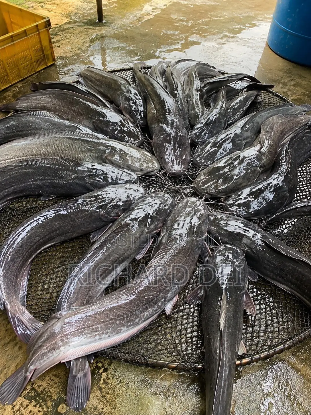 Catfish in Bulk