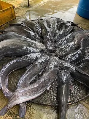 Catfish in Bulk
