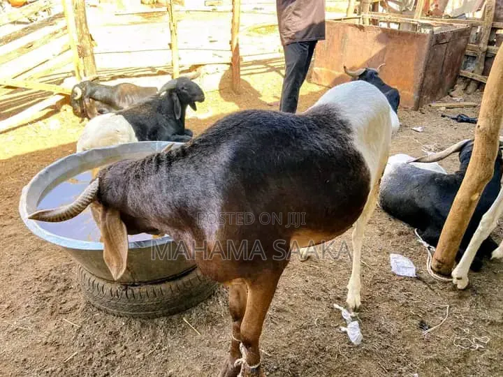 Cattle Animals