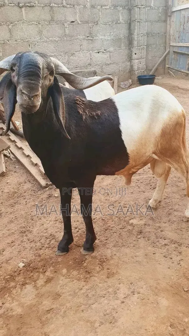 Cattle Animals