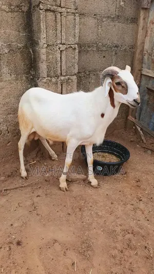 Cattle Animals