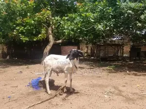 Cattle Animals