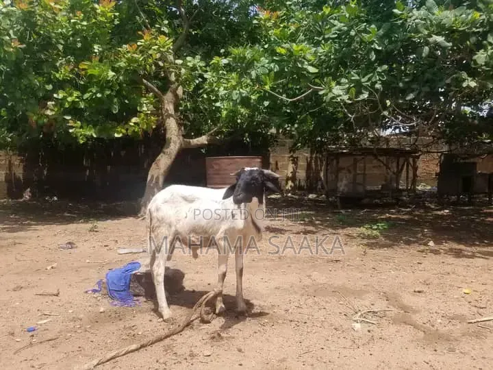 Cattle Animals