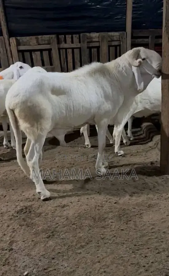 Cattle Animals