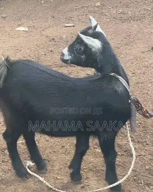 Cattle Animals